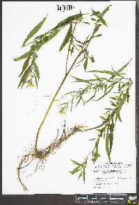 Symphyotrichum lanceolatum var. latifolium image