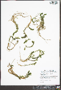 Elodea nuttallii image