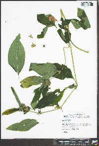 Ruellia strepens image
