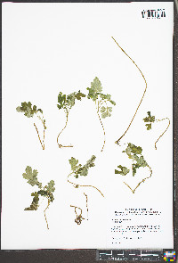 Artemisia vulgaris image