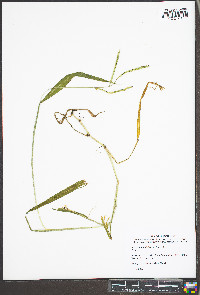 Paspalum pubiflorum image
