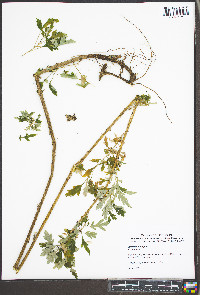 Artemisia vulgaris image