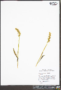 Spiranthes ochroleuca image