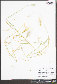 Hordeum jubatum subsp. jubatum image
