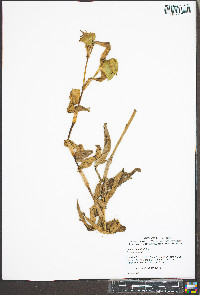 Commelina virginica image