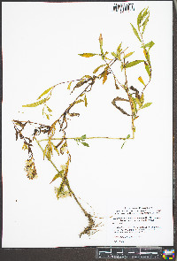 Symphyotrichum lanceolatum var. latifolium image