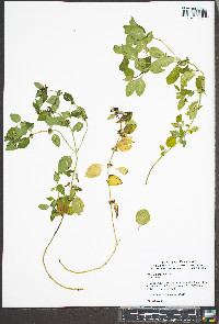 Mentha × gracilis image