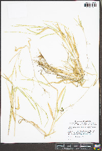 Urochloa platyphylla image