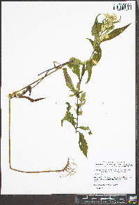Symphyotrichum lanceolatum var. latifolium image
