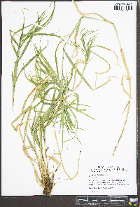 Scirpus polyphyllus image