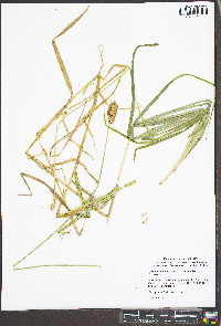 Carex tribuloides var. tribuloides image