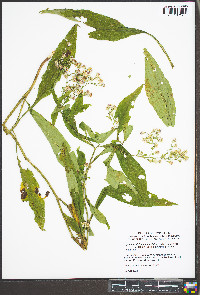Symphyotrichum lanceolatum var. latifolium image