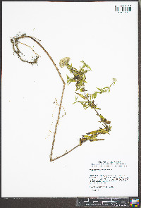 Pycnanthemum pilosum image