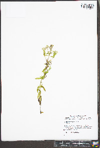 Pycnanthemum pilosum image