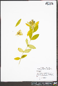 Gentiana villosa image