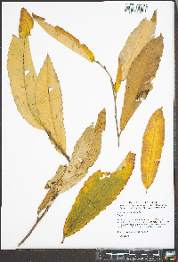 Castanea mollissima image