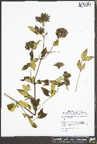 Pycnanthemum pycnanthemoides image