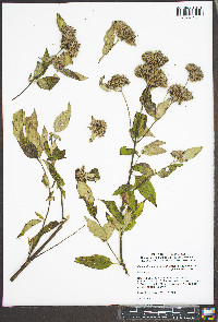 Pycnanthemum pycnanthemoides var. pycnanthemoides image