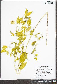 Physalis longifolia image