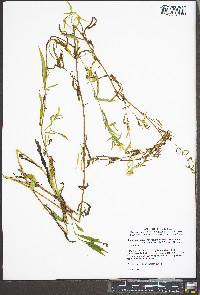 Symphyotrichum lanceolatum var. latifolium image