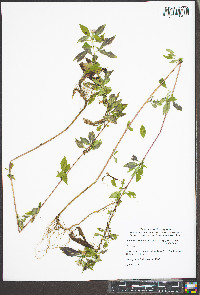 Symphyotrichum ontarionis var. ontarionis image