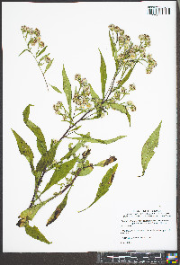 Symphyotrichum lanceolatum var. latifolium image