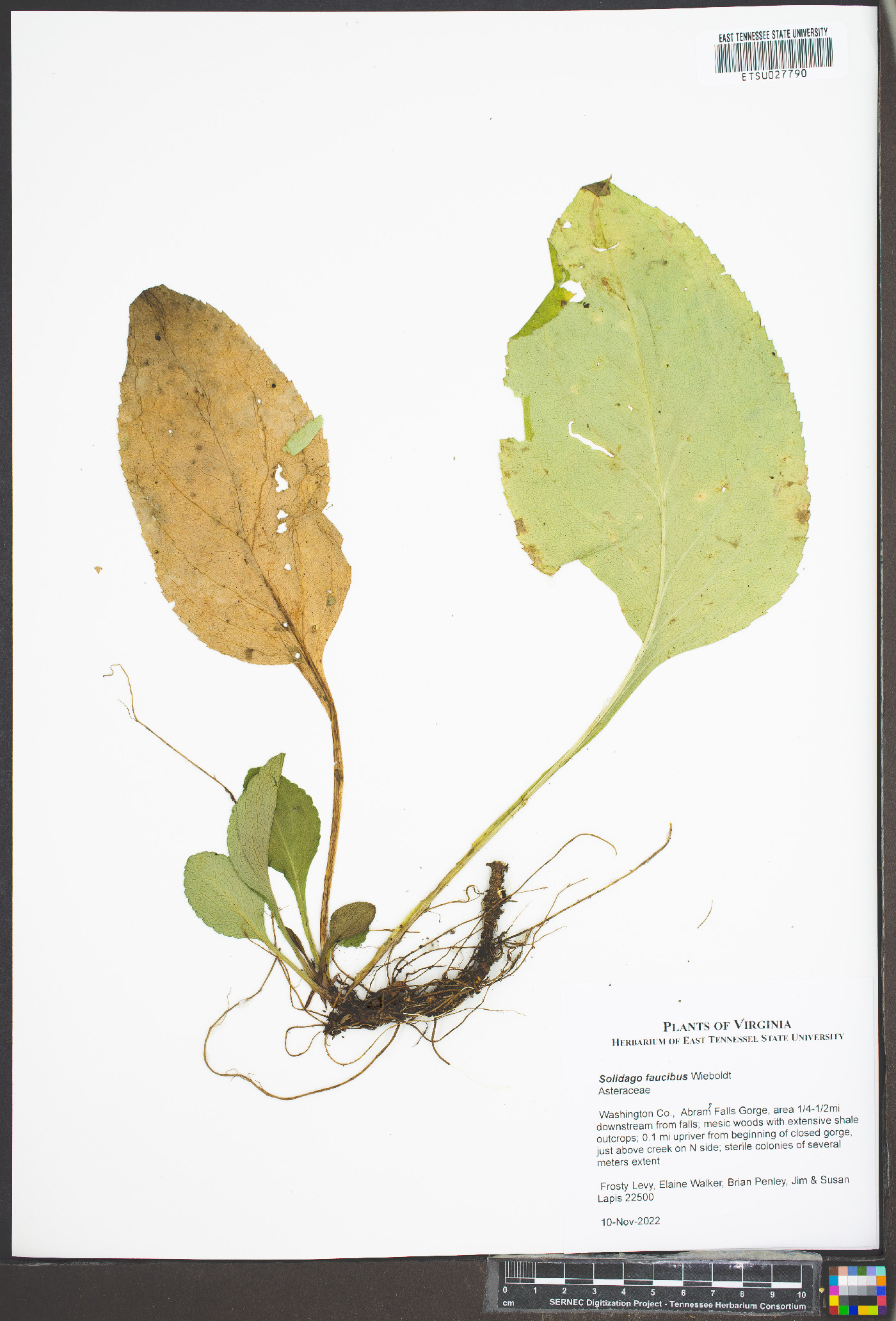 Solidago faucibus image