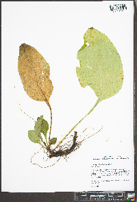 Solidago faucibus image