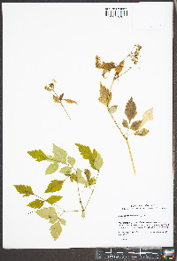 Ligusticum canadense image