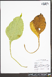Solidago faucibus image