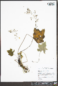 Heuchera villosa image