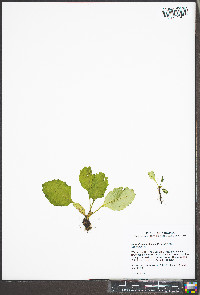 Micranthes caroliniana image