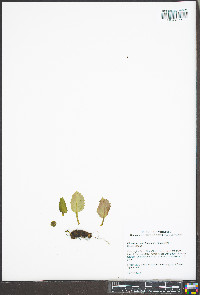 Micranthes caroliniana image