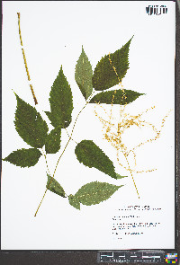 Aruncus dioicus image