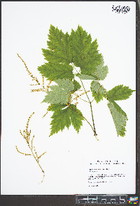 Astilbe biternata image