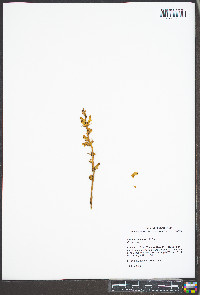 Orobanche minor image
