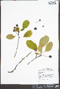 Malus baccata image