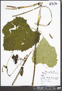 Vitis riparia image
