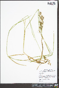 Juncus biflorus image