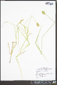 Carex tribuloides var. tribuloides image