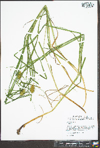 Carex squarrosa image