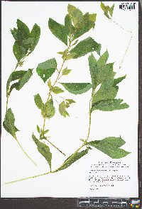 Verbesina virginica image