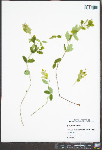 Lespedeza frutescens image