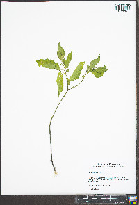 Solanum ptychanthum image