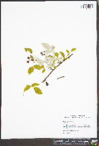 Rubus occidentalis image