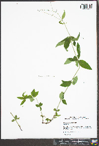 Galium lanceolatum image