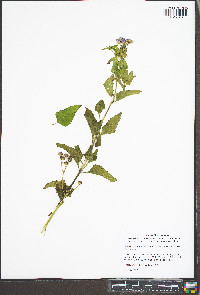 Fleischmannia incarnata image