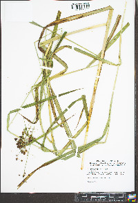 Scirpus georgianus image