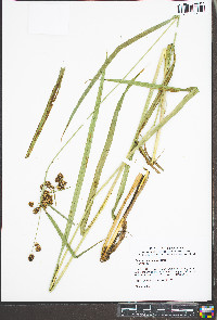 Scirpus georgianus image