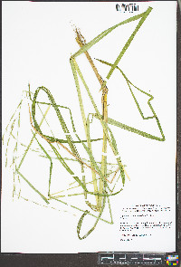 Glyceria septentrionalis image